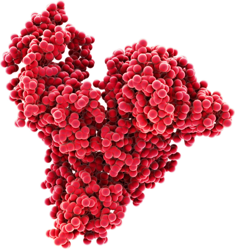 Humani serumski albumin (HSA) najzastupljeniji je protein u ljudskoj krvi, čineći približno polovicu ukupnih proteina plazme. Albumin je odgovoran za održavanje onkotskog tlaka, pH plazme i distribuciju niza molekula, što ga čini vrlo dobro proučenim proteinom. Struktura albumina daje mu izvrsnu stabilnost, čineći ga otpornim na stres izvana i unutar tijela.