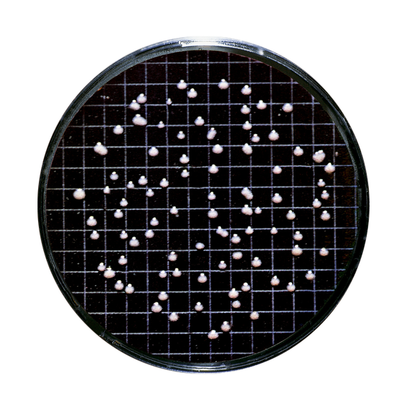 Detekcija mikroorganizama | Vino - Sartorius Croatia